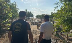 Tekirdağ'da çiftlikteki koyunları çalan şüpheli tutuklandı