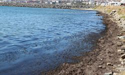 Tekirdağ'da poyraz nedeniyle sahilin bir kısmı kırmızı yosunla kaplandı