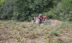 Tokat'ta tarlalarda patates hasadı