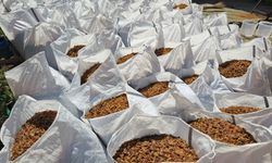 Türkiye'nin kuru üzüm ihracatı 546,5 milyon dolarla rekor kırdı