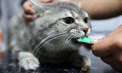 Yediği gıdadan zehirlenen sahipsiz kedi 'dört ayağının üzerine düşünce' sağlığına kavuştu
