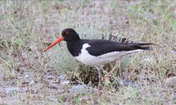 Poyraz kuşunun 8 ülkeyi kapsayan göç yolculuğu uydu vericiyle kayda alındı