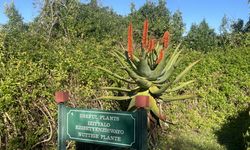 Afrika'nın güneybatı ucunda bir dünya mirası: Cape Flora Krallığı