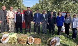 Amasya'da Vali Bakan ve Milletvekili İpek ceviz hasadına katıldı