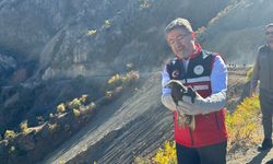 Bakan Yumaklı, Tunceli'de tedavisi tamamlanan yaralı yaban hayvanlarını doğaya saldı: