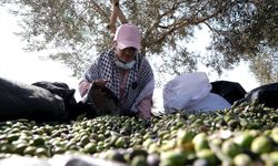 Batı Şeria, zeytin hasadında Filistin topraklarını gasbeden İsraillilerin saldırılarına sahne oluyor