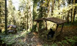 Doğal güzellikleriyle ünlü Giresun'un Dereli ilçesinde güz renkleri hakim oldu