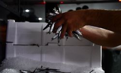 Düzce'de hamsi bolluğu balıkçıların yüzünü güldürdü
