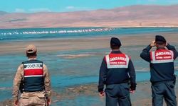 Erçek Gölü'ndeki flamingoları jandarma koruyor