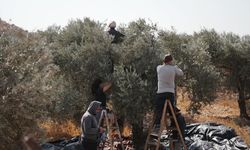 Filistinliler, İsrail silahlarının gölgesinde zeytin hasadı yapmaya çalışıyor