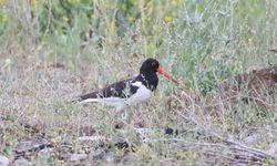 GRAFİKLİ - Poyraz kuşunun 8 ülkeyi kapsayan göç yolculuğu uydu vericiyle kayda alındı