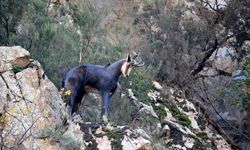 Gümüşhane'de çengel boynuzlu dağ keçileri görüntülendi