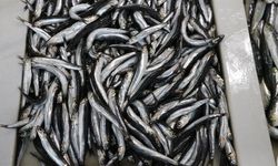 Karadeniz hamsisi Tekirdağ'da tezgahlardaki yerini aldı