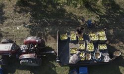 Kocaeli'de tescilli Eşme ayvasının hasadı başladı