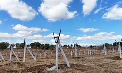 Mardin'de 120 dönüm atıl arazide modern bağcılık yapılıyor