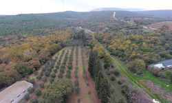 Orman Genel Müdürü Karacabey, Balıkesir'de gelir getirici tür ağaçlandırma sahasında konuştu: