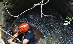 Siirt'te su kuyusuna düşen inek kurtarıldı