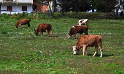 Trabzon'un yüksek kesimlerini 'vargit' çiçekleri süsledi
