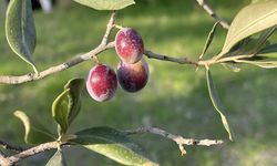 Türkiye'de 2 milyon 450 bin ton zeytin rekoltesi bekleniyor