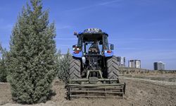 Ağaçlandırma seferberliğinin ilk yılında dikilen fidanlar ağaca dönüştü