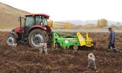 Ağrı'da mor patatesin hasadı yapılıyor