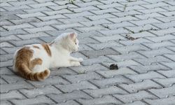 Amasya'da kedi ile farenin oyunu ilgi çekti