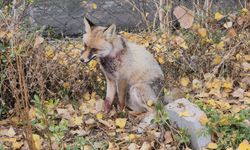 Amasya'da yaralı halde okul bahçesine sığınan tilki koruma altına alındı