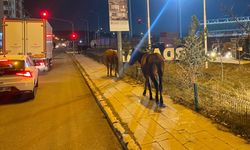 Ardahan'da yılkı atları yiyecek için kent merkezine indi