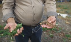 Asi Nehri'nin kuraklığı İdlib'de gıda krizi ve geçim sıkıntısını derinleştiriyor