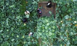 Bafra Ovası'nda beyaz lahana hasadı başladı