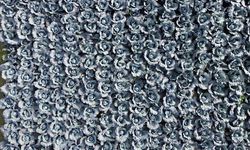 Bafra Ovası'nda kırmızı lahana hasadı başladı