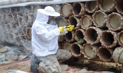 Bitlis'in yüksek rakımlı yaylalarında kara kovan balı hasadı sürüyor