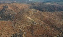 Bursa'da 3 milyon 250 bin fidan toprakla buluşacak