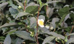 ÇAYMER, bu yıl 50 kilogram çiçek çayı üretti