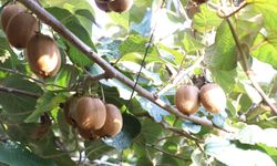 Coğrafi işaret tescilli Yalova kivisinde hasat başladı