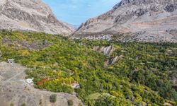 Diyarbakır'da 'ya tutarsa' diye dikilen narenciye ağaçları meyve verdi