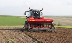 Edirne'de buğdayın kuraklığa karşı dayanıklılığı üç farklı ekim yöntemiyle test edilecek