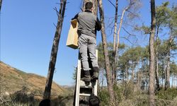 Ekosistem Onarımı Projesi ile orman yangınları sonrası doğa kendi gücüyle yenileniyor