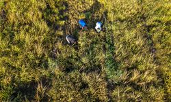 Erbil'in yerli pirinci Iraklıların sofralarına lezzet katıyor