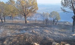 GÜNCELLEME - Aydın'da ziraat alanında çıkarak ormanlık alana sıçrayan yangın kontrol altına alındı