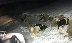 GÜNCELLEME - Hakkari'de kaybolan büyükbaş hayvanlar bulundu, mahsur kalan 4 kişi kurtarıldı