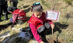 Hakkari'de Türkiye ve Gazze'deki şehitler anısına fidan dikildi