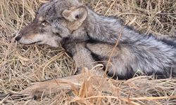 Iğdır'da bitkin halde bulunan kurt koruma altına alındı