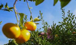 İzmir'in satsuma mandalinasında verim arttı