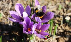 Karabük'te 'Safran İmecesi' etkinliği düzenlendi