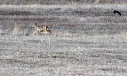 Kars kırsalında kurt ve vaşak görüntülendi