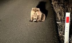 Kars'ta bitkin bulunan bozayı yavrusu tedavi altına alındı