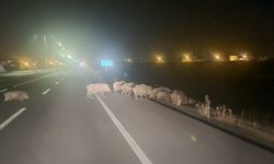 Kars'ta domuz sürüsü yerleşim yerine indi