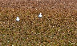 Kars'ta göçmen kuşların konakladığı Asboğa Gölü'nde su 60 metre çekildi