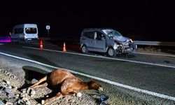 Kars'ta hayvanlara çarpan hafif ticari araçtaki 2 kişi ağır yaralandı